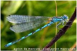 Agrion