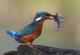 Oiseaux