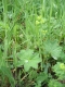 Alchemilla xanthochlora