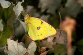 alfacariensis_delacre.jpg alfacariensis_delacre.jpg