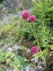 Allium sphaerocephalon [copyright Wibail Lionel]