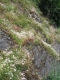 Communauté à espèces annuelles et succulentes sur calcaire [copyright Wibail Lionel]