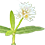 alternanthera_trans_45x45