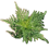 Ambroisie