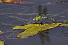 anaimp1.jpg anaimp1.jpg