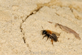 Andrena clarckella