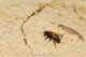 Andrena clarckella