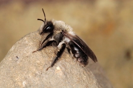 Andrena vaga Andrena vaga