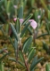 Andromeda polifolia [copyright Ghiette Pascal]