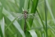 Cordulie bronzée (Cordulia aenea) Mâle immature. [copyright Rouck Jean]