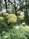 Angelica sylvestris 2