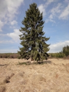 Annelage_epicea_isole