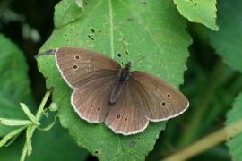 Antoine_derouaux_hyperantys.jpg Antoine_derouaux_hyperantys.jpg