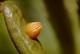 oeuf de Nacré de la canneberge (Boloria aquilonaris) (Largeur = 0.7mm) [CC by-sa San Martin Gilles]