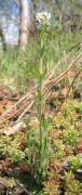 Arabis hirsuta Arabis hirsuta