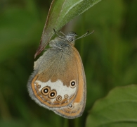 arcania_steeman.jpg arcania_steeman.jpg