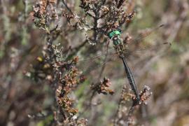 arctica1501.jpg arctica1501.jpg