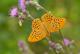 mâle de Tabac d'Espagne (Argynnis paphia) [copyright Barbier Yvan]
