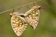 accouplement de Grand Nacré (Argynnis aglaja) [CC by-nc-sa Schoeters Fonny]