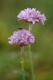 Armeria maritima subsp. halleri [copyright Wibail Lionel]