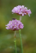 Armeria maritima subsp. halleri Armeria maritima subsp. halleri