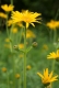 Arnica montana [copyright]