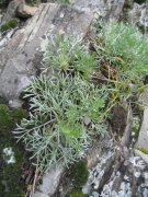 Artemisia campestris Artemisia campestris
