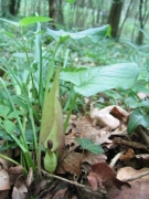 Arum maculatum Arum maculatum