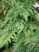 Asplenium adiantum-nigrum.JPG Asplenium adiantum-nigrum.JPG