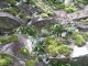 Asplenium septentrionale [copyright Wibail Lionel]