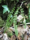 Asplenium trichomanes [copyright Wibail Lionel]