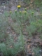Aster linosiris [copyright Wibail Lionel]