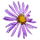 Asters nord-américains_45x45
