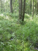 Aulnaie marécageuse sur substrat mésotrophe Aulnaie marécageuse sur substrat mésotrophe