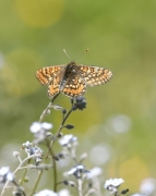 aurinia_vio4.jpg aurinia_vio4.jpg