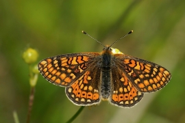 Euphydryas aurinia