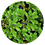 Azolla