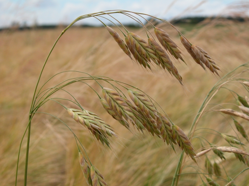 Bromus grossus