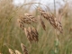 Bromus grossus