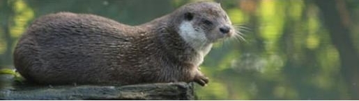 loutre