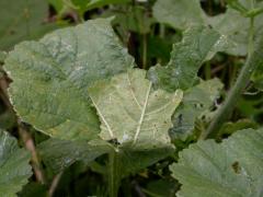 baugnee_alceae_hibernarium.jpg baugnee_alceae_hibernarium.jpg