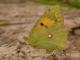 Souci (Colias croceus) [copyright Baugnée Jean-Yves]