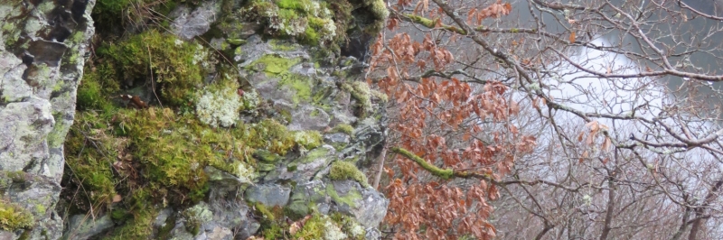 BE34023-Vallée de l'Ourthe à proximité du barrage de Nisramont