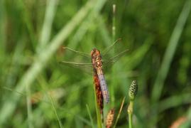 Beauregard_Orthetrum2.jpg Beauregard_Orthetrum2.jpg