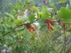 Berberis vulgaris [copyright Wibail Lionel]