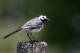 Bergeronnette grise (Motacilla alba) [copyright Poncelet Jean-Marie]