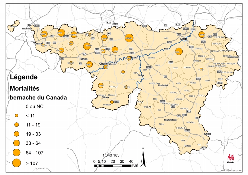 bernache du canada 2015