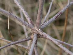 betulae_oeuf_baugnee.jpg betulae_oeuf_baugnee.jpg