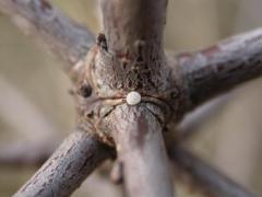 betulae_oeuf_baugnee3.jpg betulae_oeuf_baugnee3.jpg