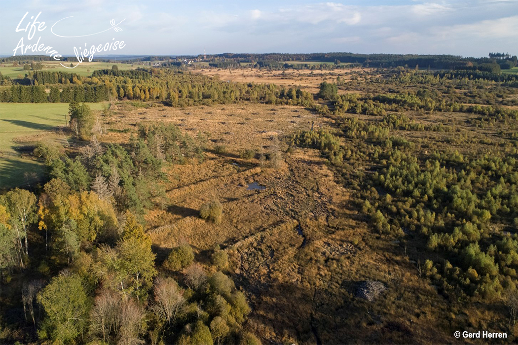 Bihain